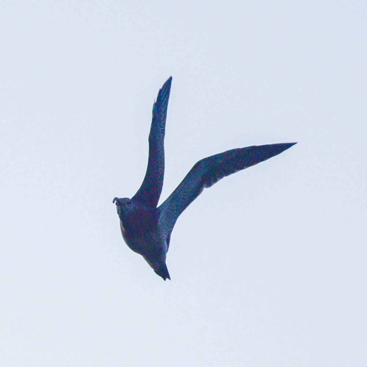 Eurasian Whimbrel - ML646517382