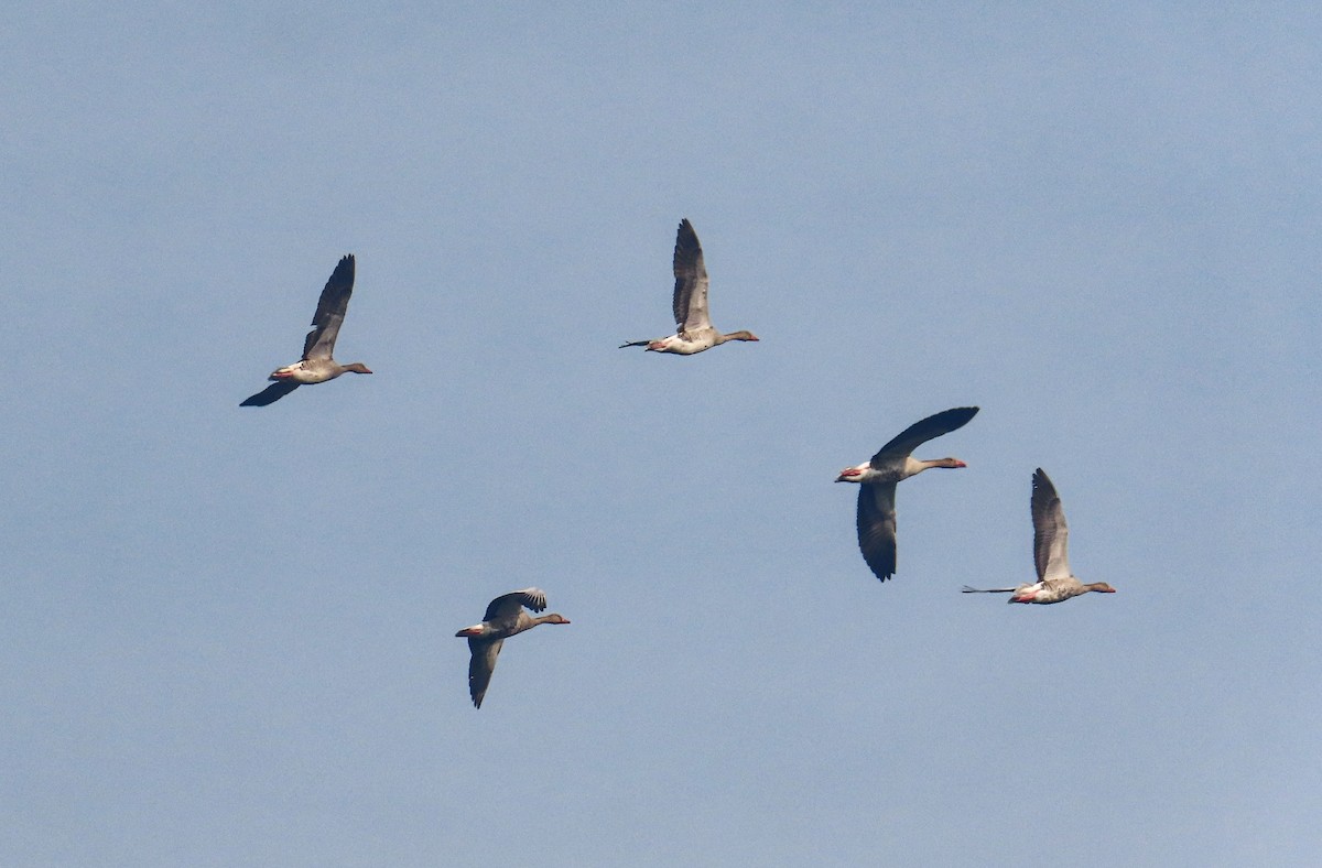 Graylag Goose - ML646517383