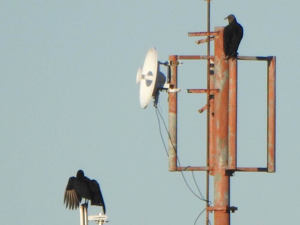 Black Vulture - ML646517384