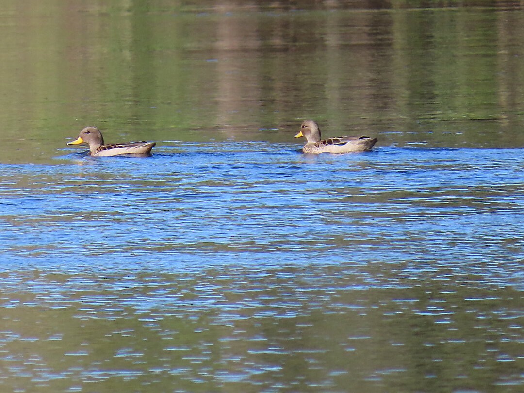 Yellow-billed Teal - ML646517385
