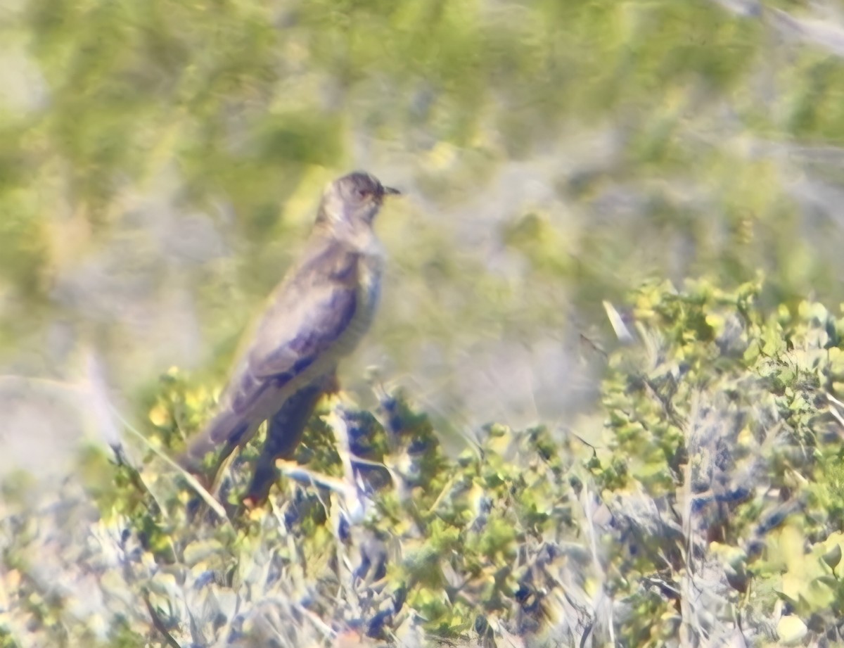 大杜鵑 - ML646517386