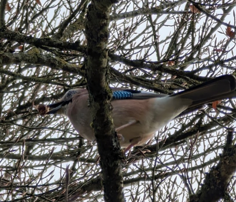 Eurasian Jay - ML646517387