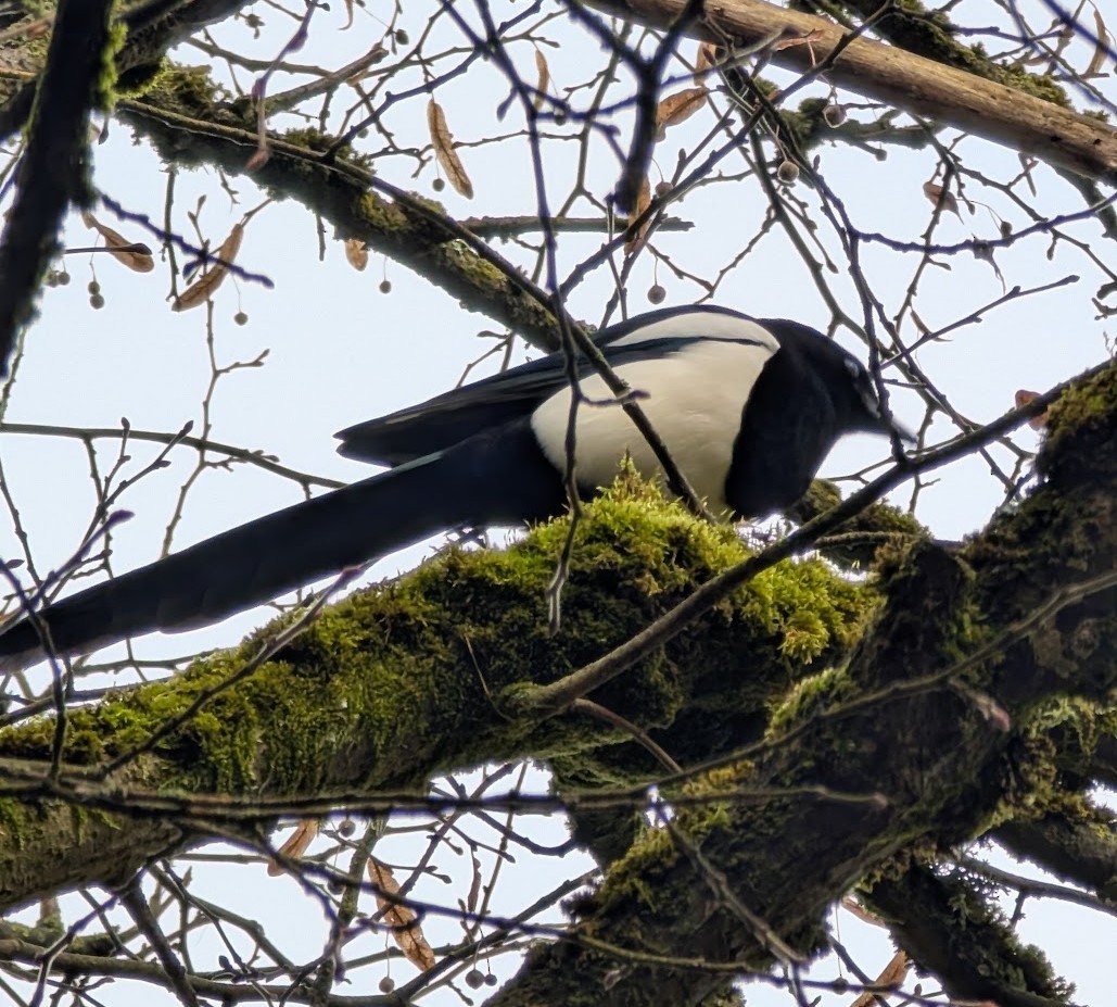 Eurasian Magpie - ML646517388