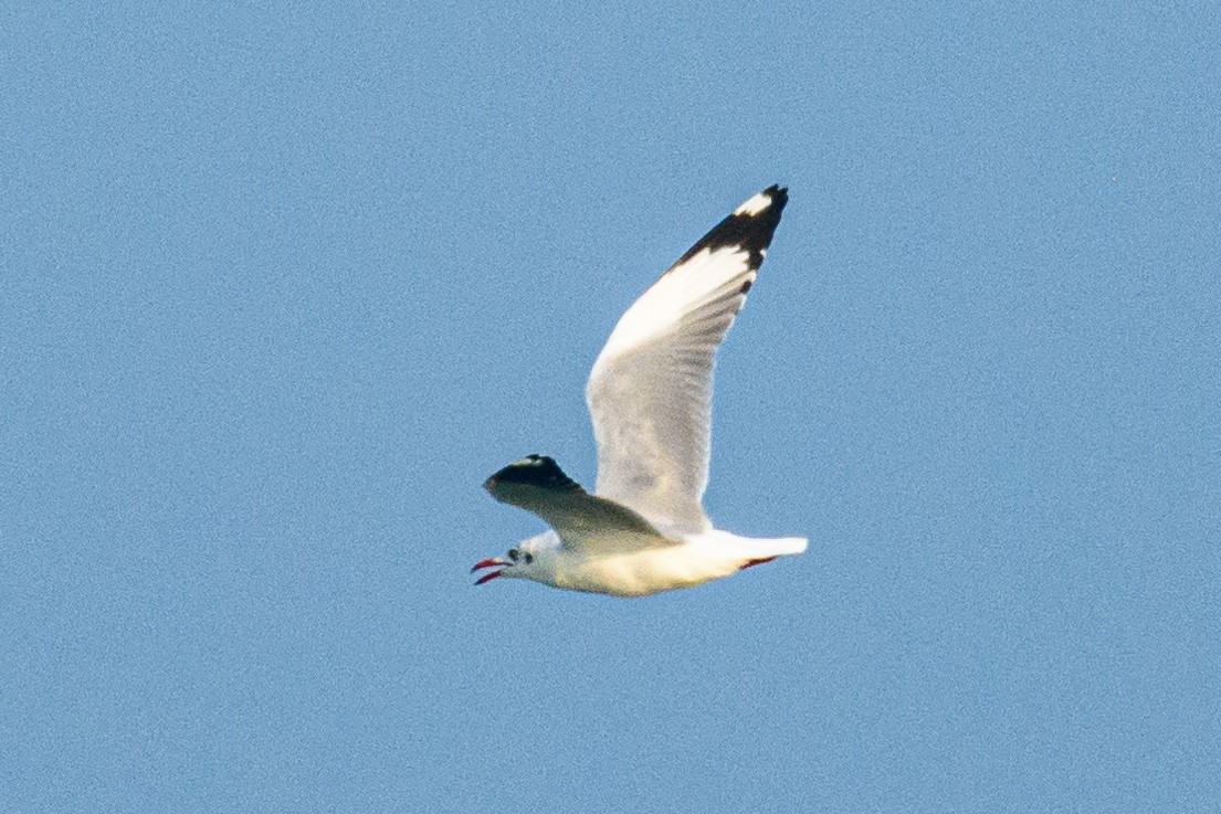 Brown-headed Gull - ML646517389