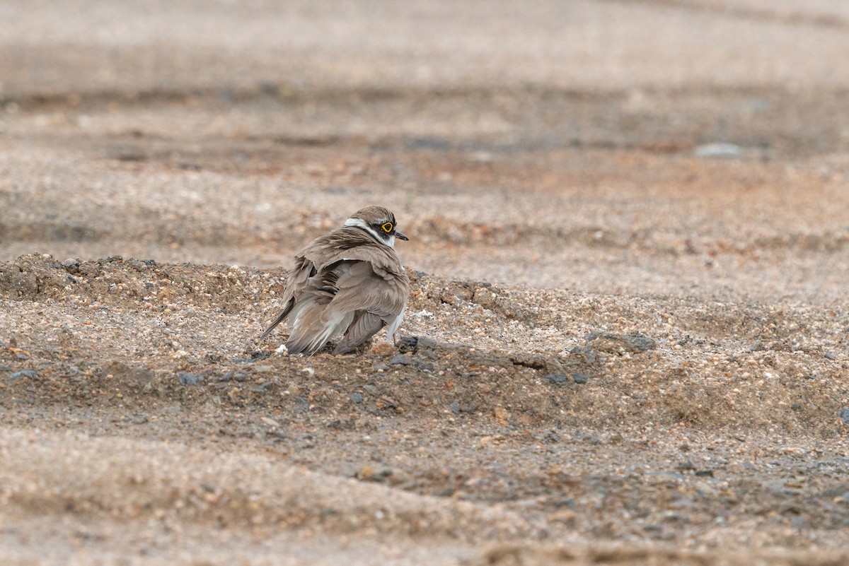 Little Ringed Plover - ML646517390
