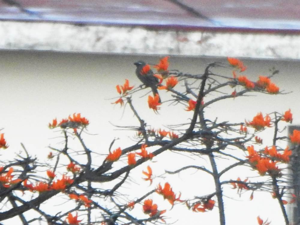 Olive-gray Saltator - ML646517391