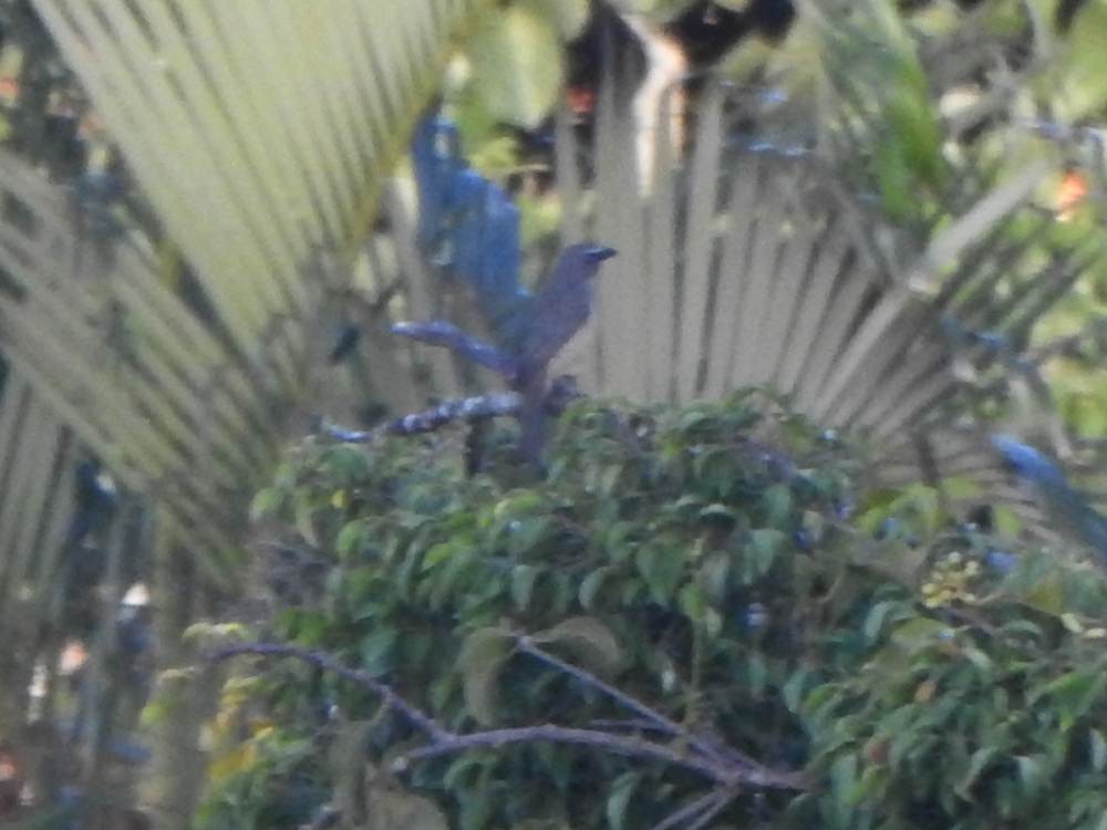 Olive-gray Saltator - ML646517393