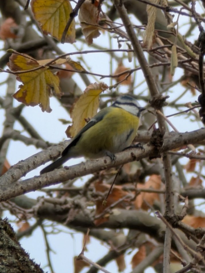 Eurasian Blue Tit - ML646517394