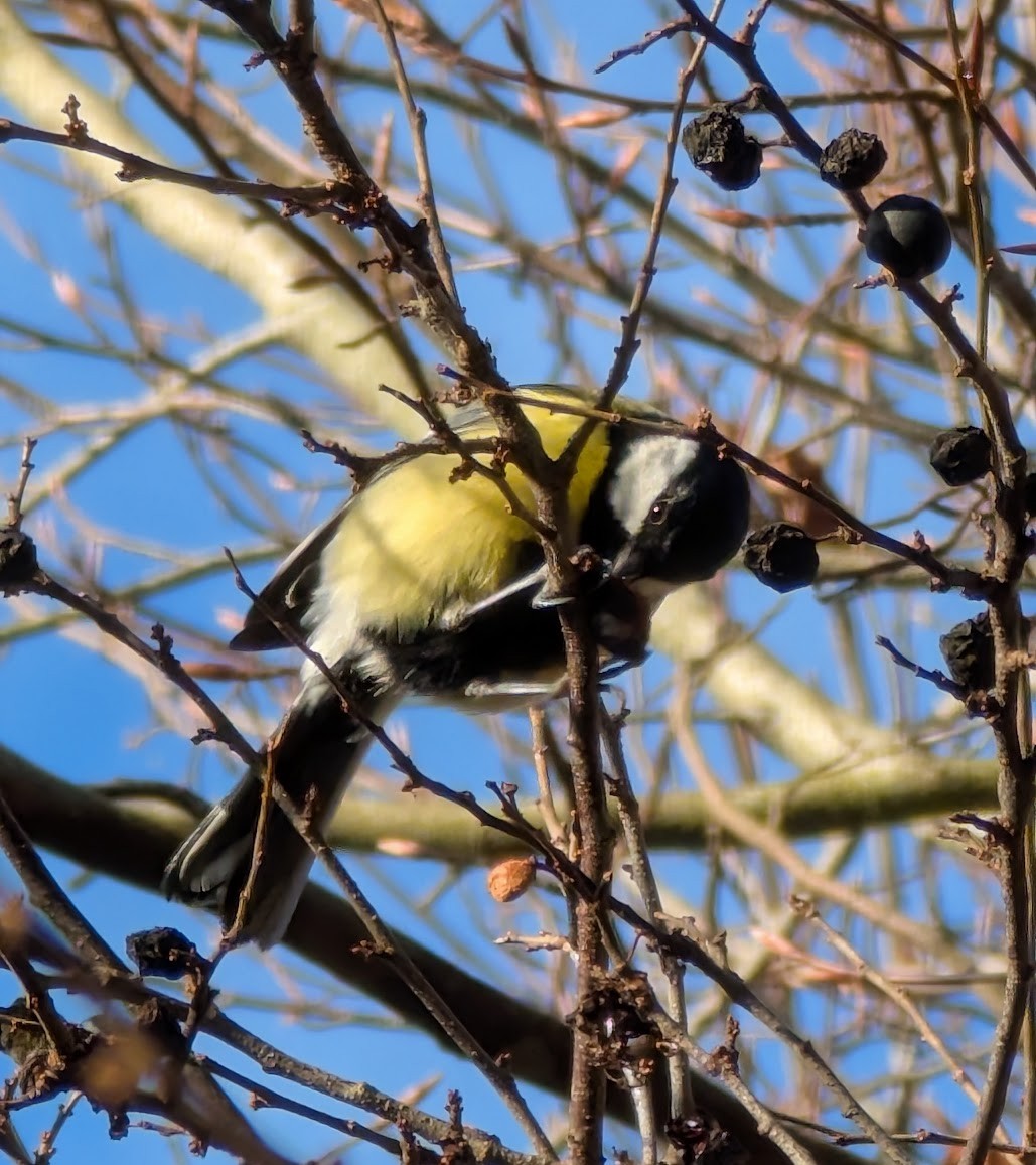 Great Tit - ML646517395