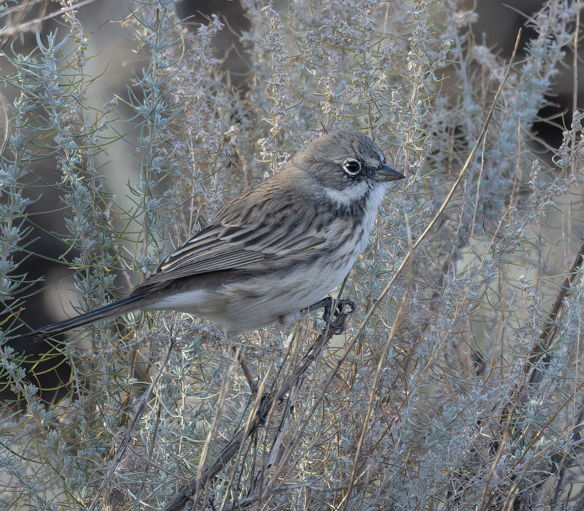 Sagebrush Sparrow - ML646517396