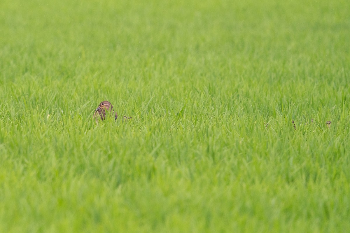 Mandarin Duck - ML646517397