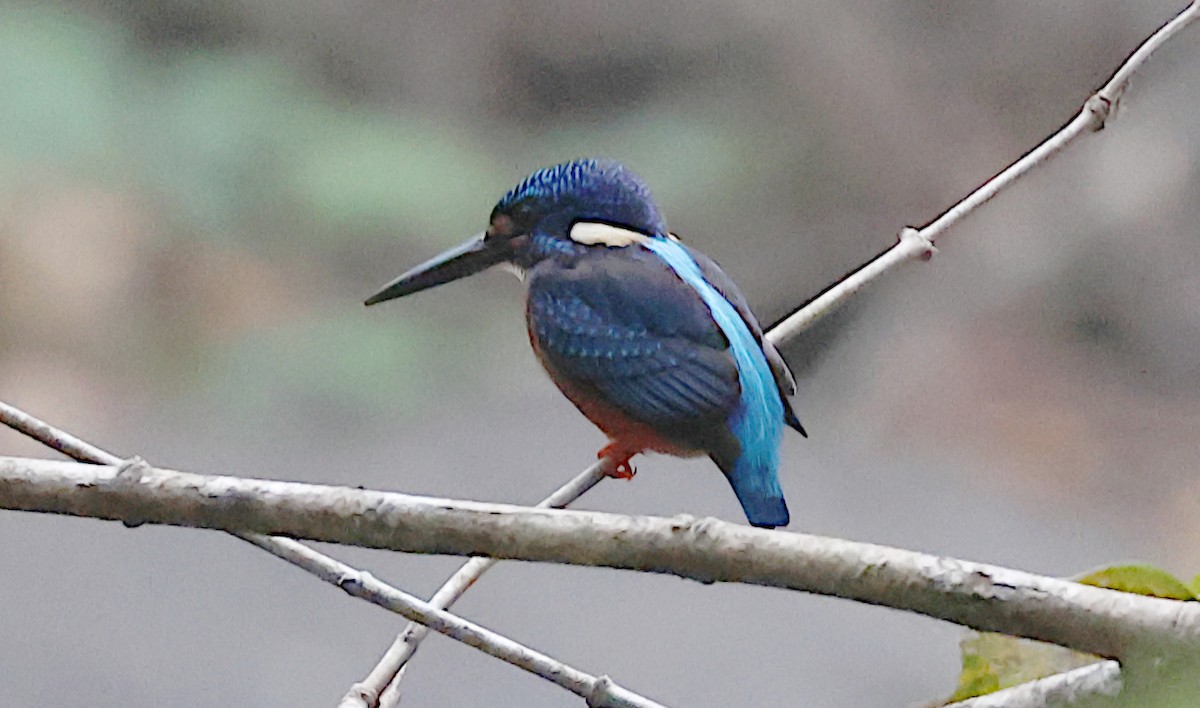 Blue-eared Kingfisher - ML646517399