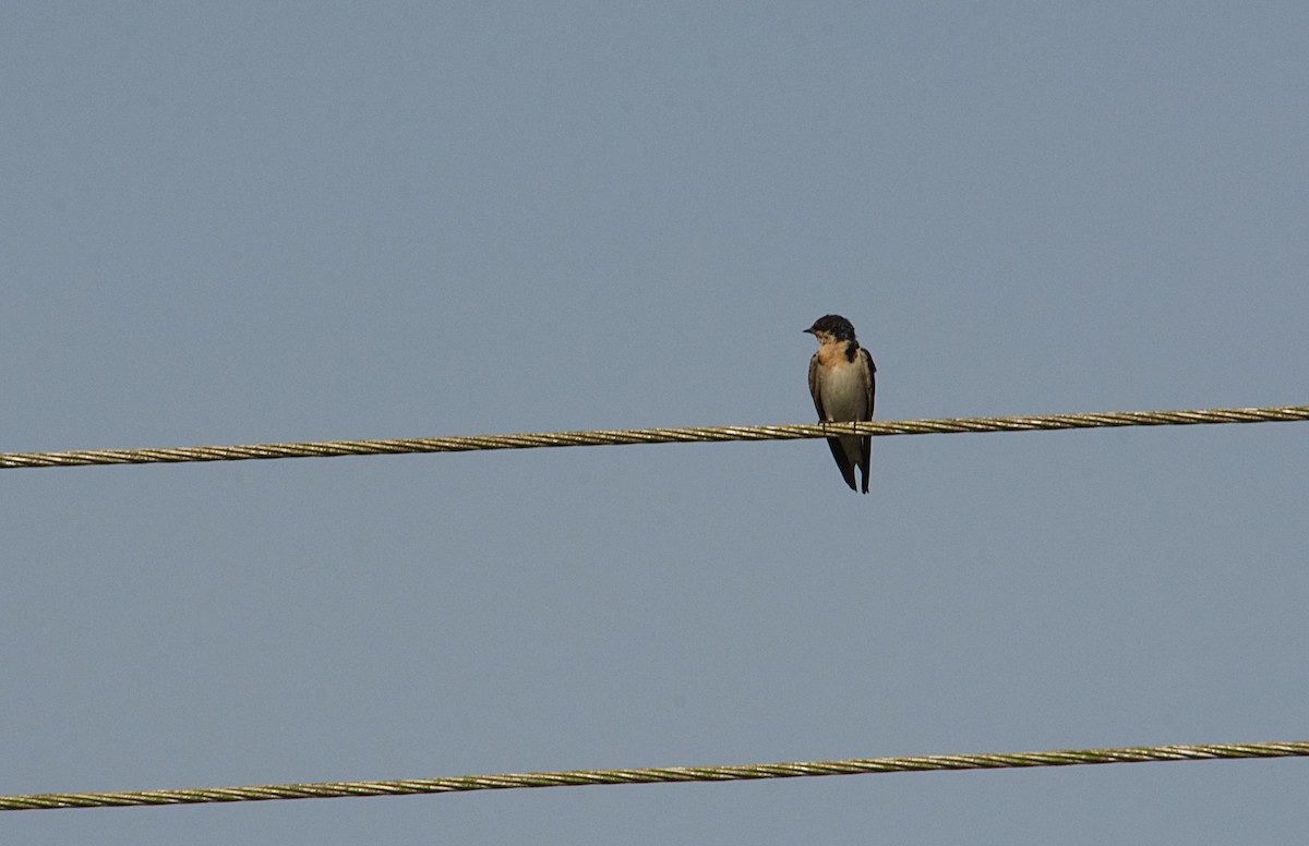 Ethiopian Swallow - ML646517401
