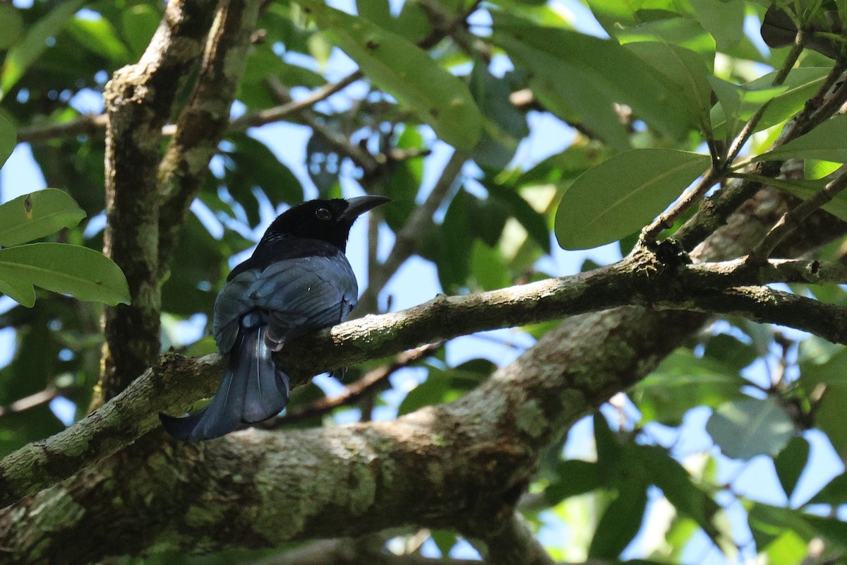 Hair-crested Drongo - ML646517402