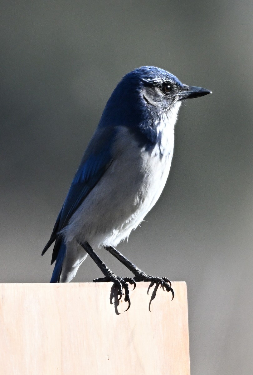 California Scrub-Jay - ML646517403