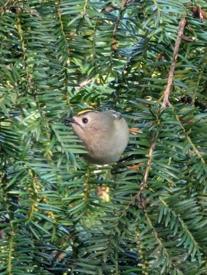 Goldcrest - ML646517404