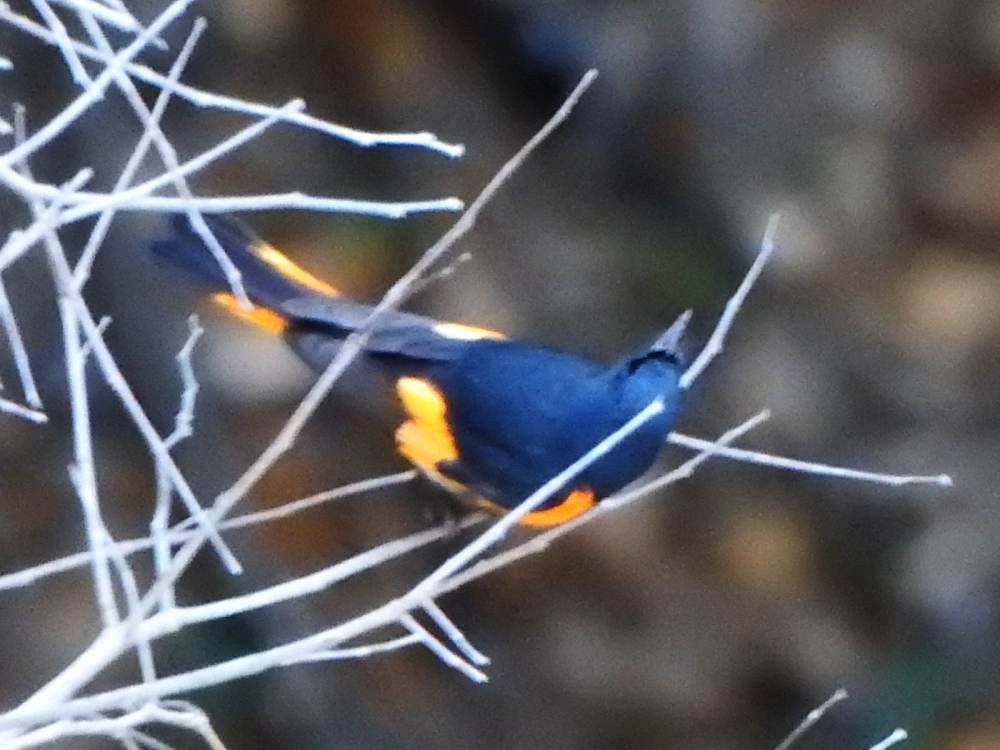 American Redstart - ML646517405