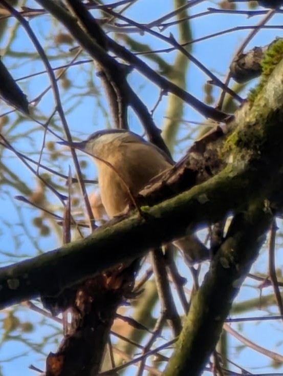 Eurasian Nuthatch - ML646517406
