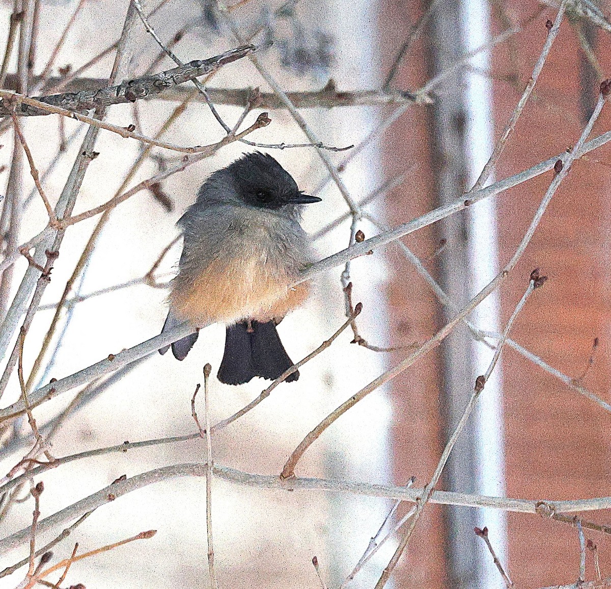 Say's Phoebe - ML646517408