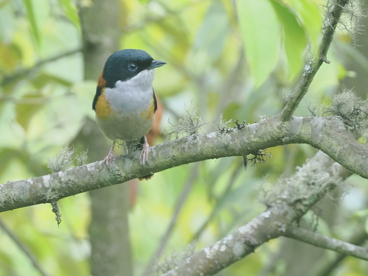 Black-headed Shrike-Babbler - ML646517409