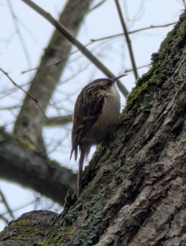 Short-toed Treecreeper - ML646517410