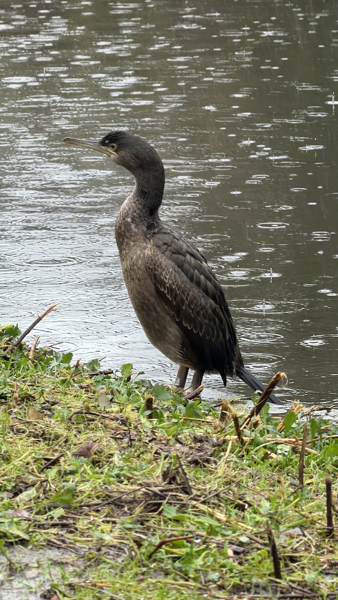 Krähenscharbe - ML646517411