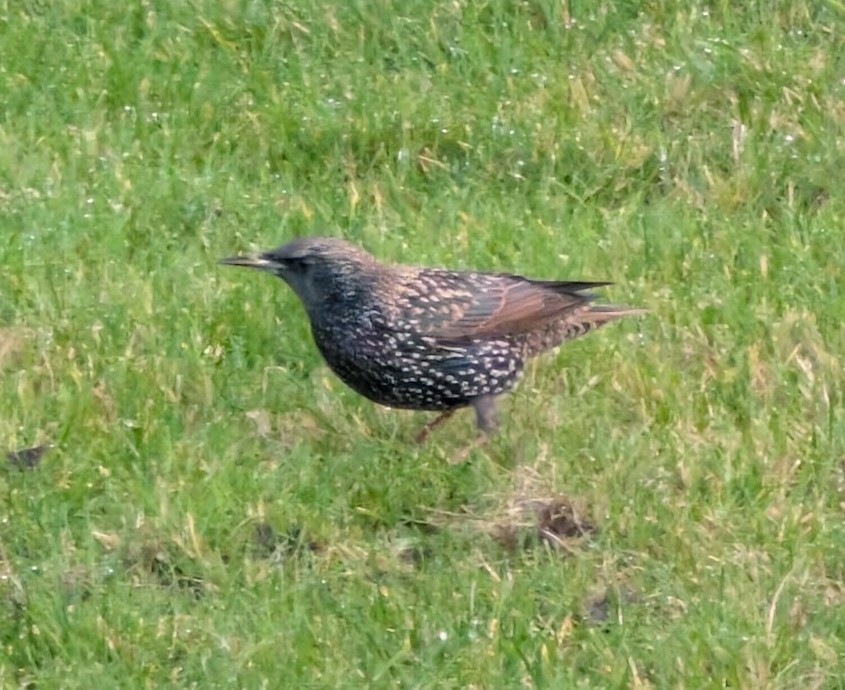 European Starling - ML646517412
