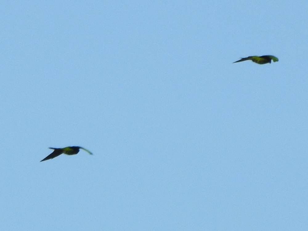 aratinga červenočelý - ML646517414