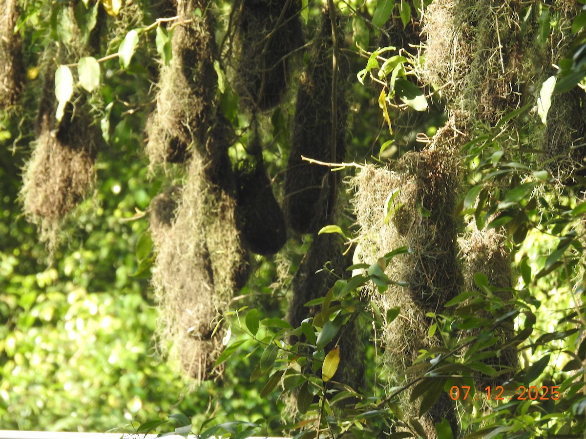 Red-rumped Cacique - ML646517416