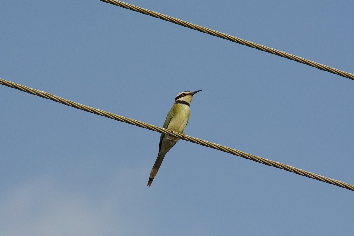 Abejaruco Gorjiblanco - ML646517417