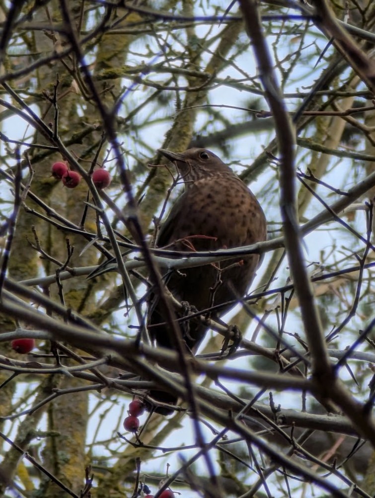 Redwing - ML646517418