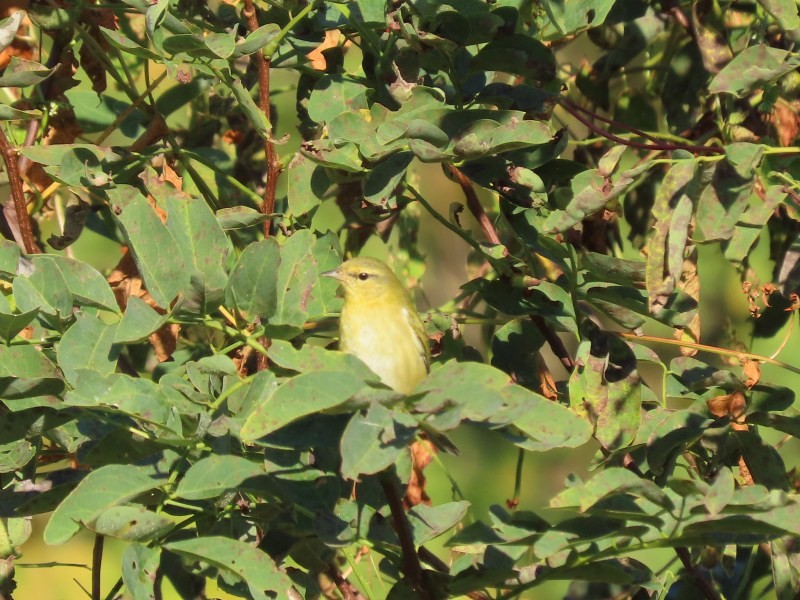 Tennessee Warbler - ML646517419