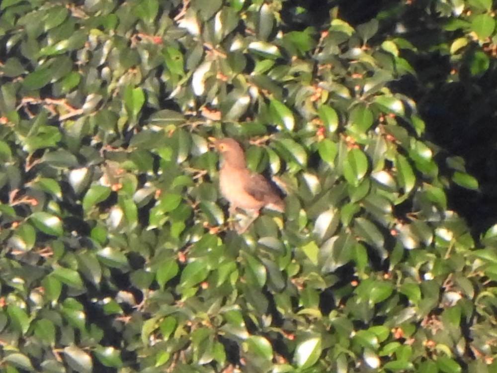 Spectacled Thrush - ML646517423