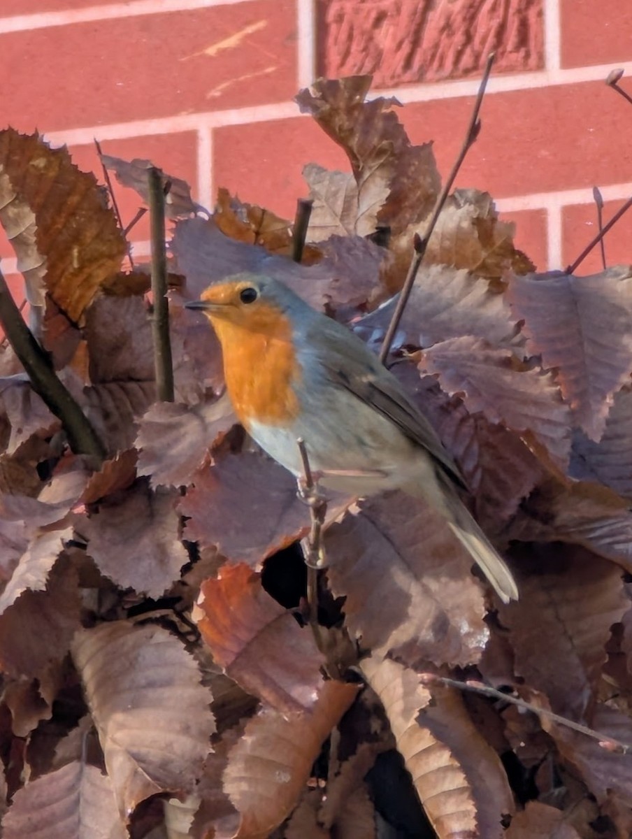 European Robin - ML646517424