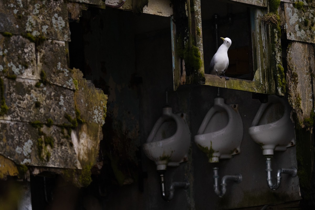 Моевка - ML646517429