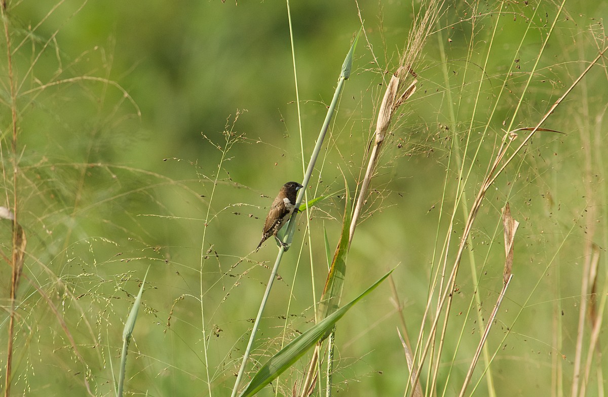 Capuchino Bronceado - ML646517430