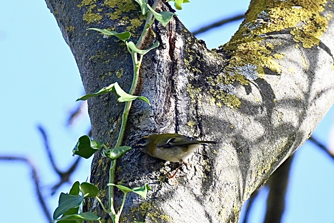 Красноголовый королёк - ML646517431