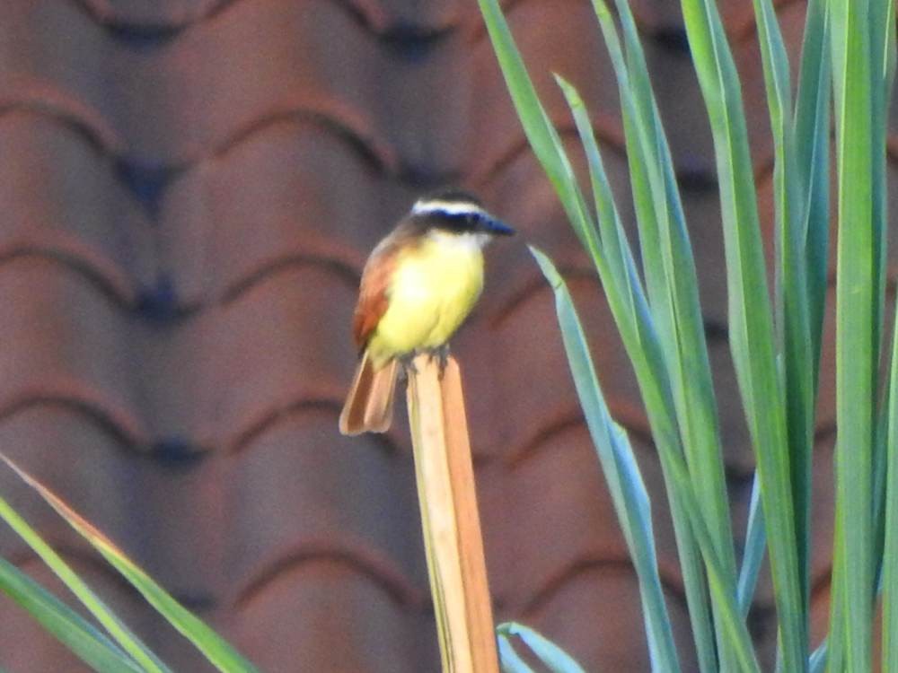 Great Kiskadee - ML646517433