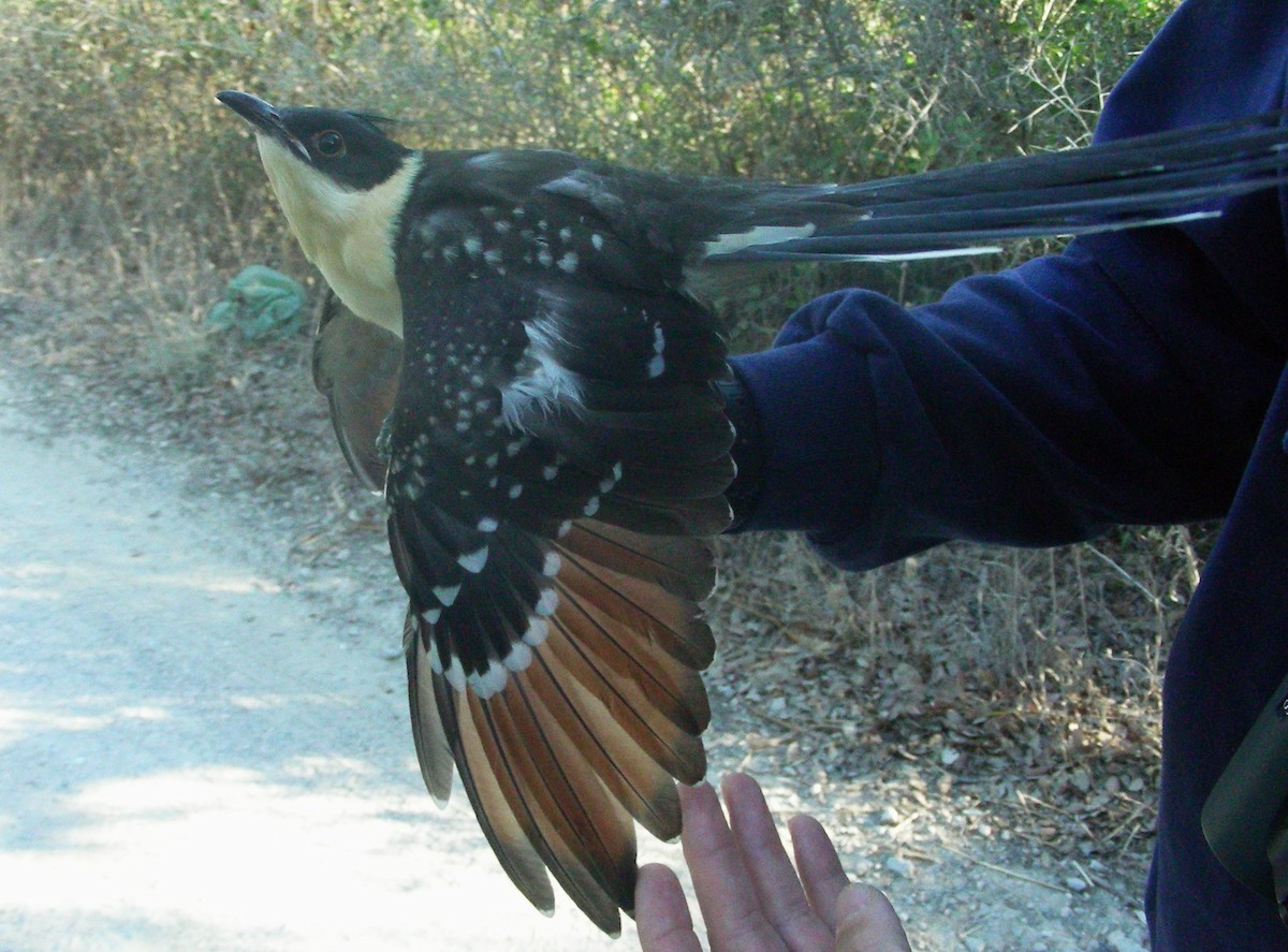 Críalo Europeo - ML646517434