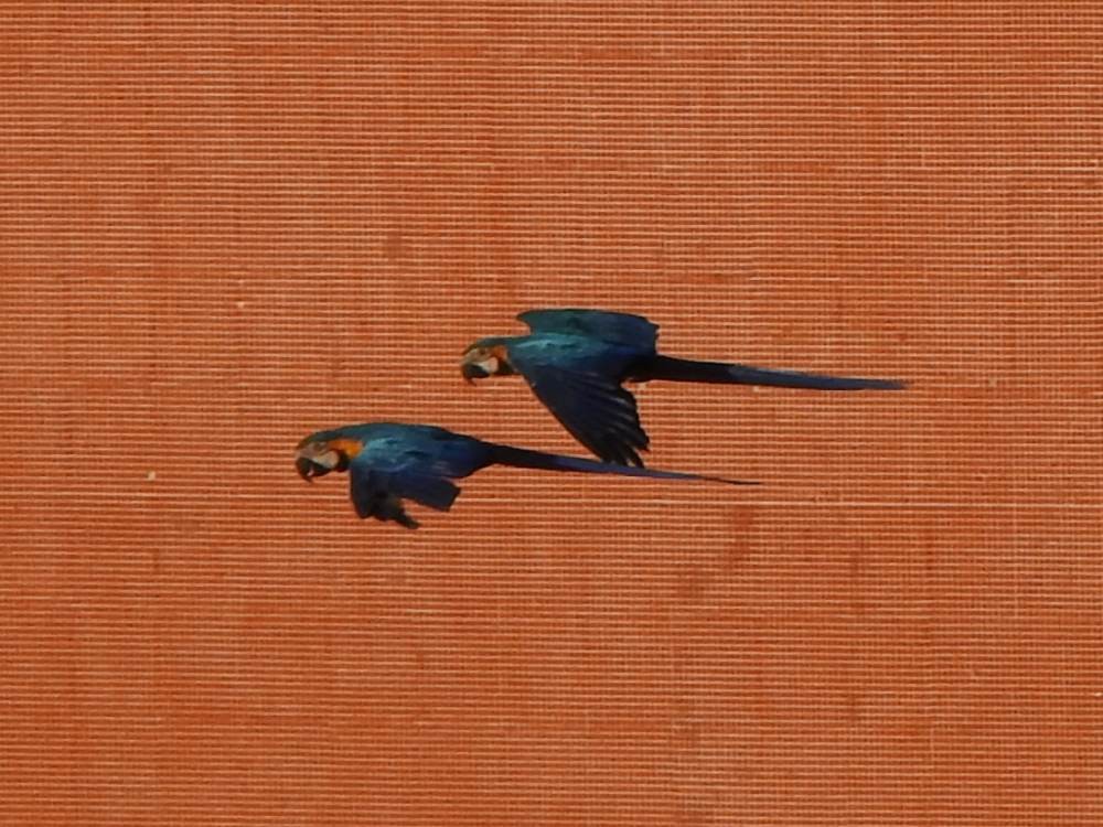 Blue-and-yellow Macaw - ML646517435