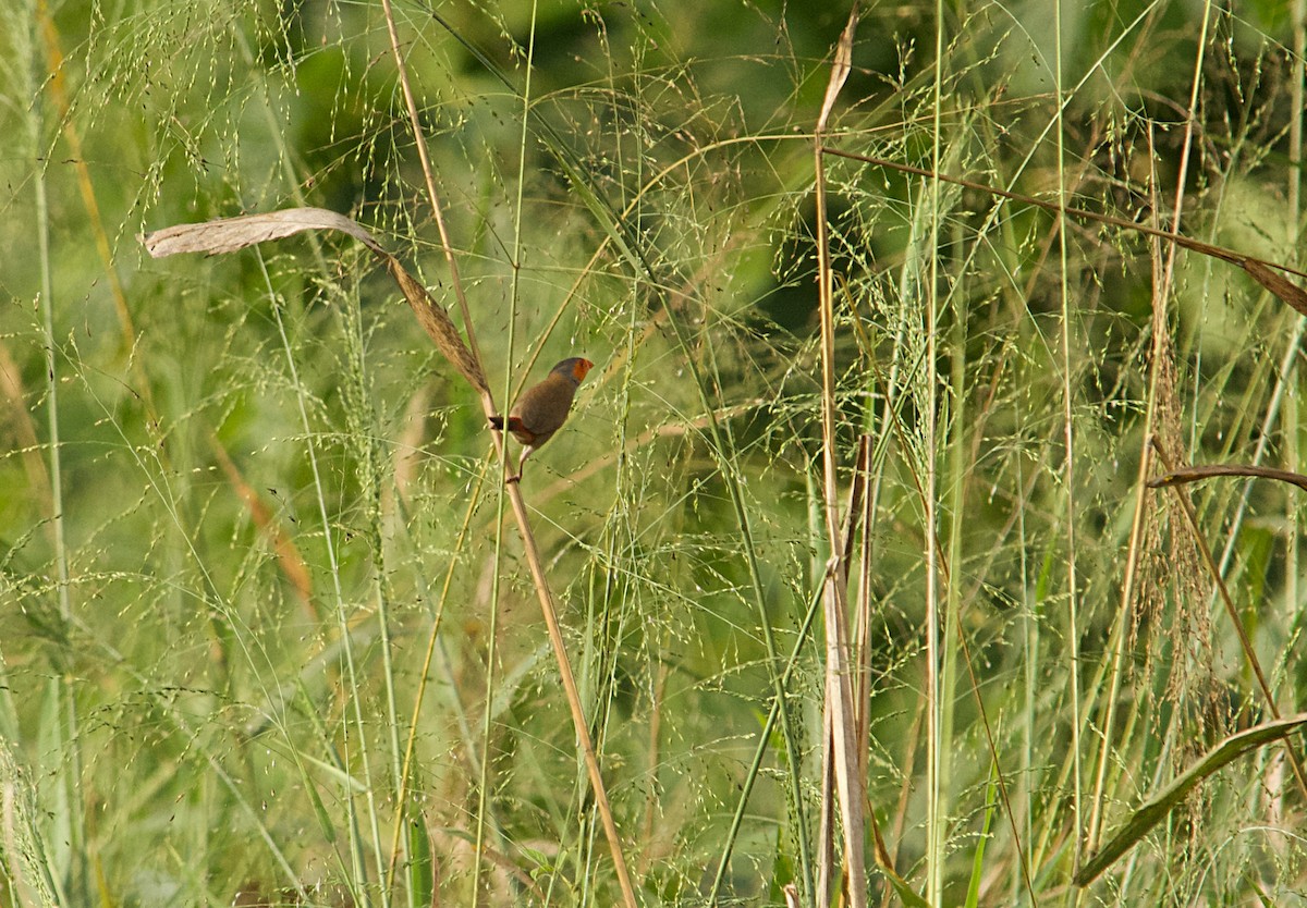 Estrilda Carinaranja - ML646517436