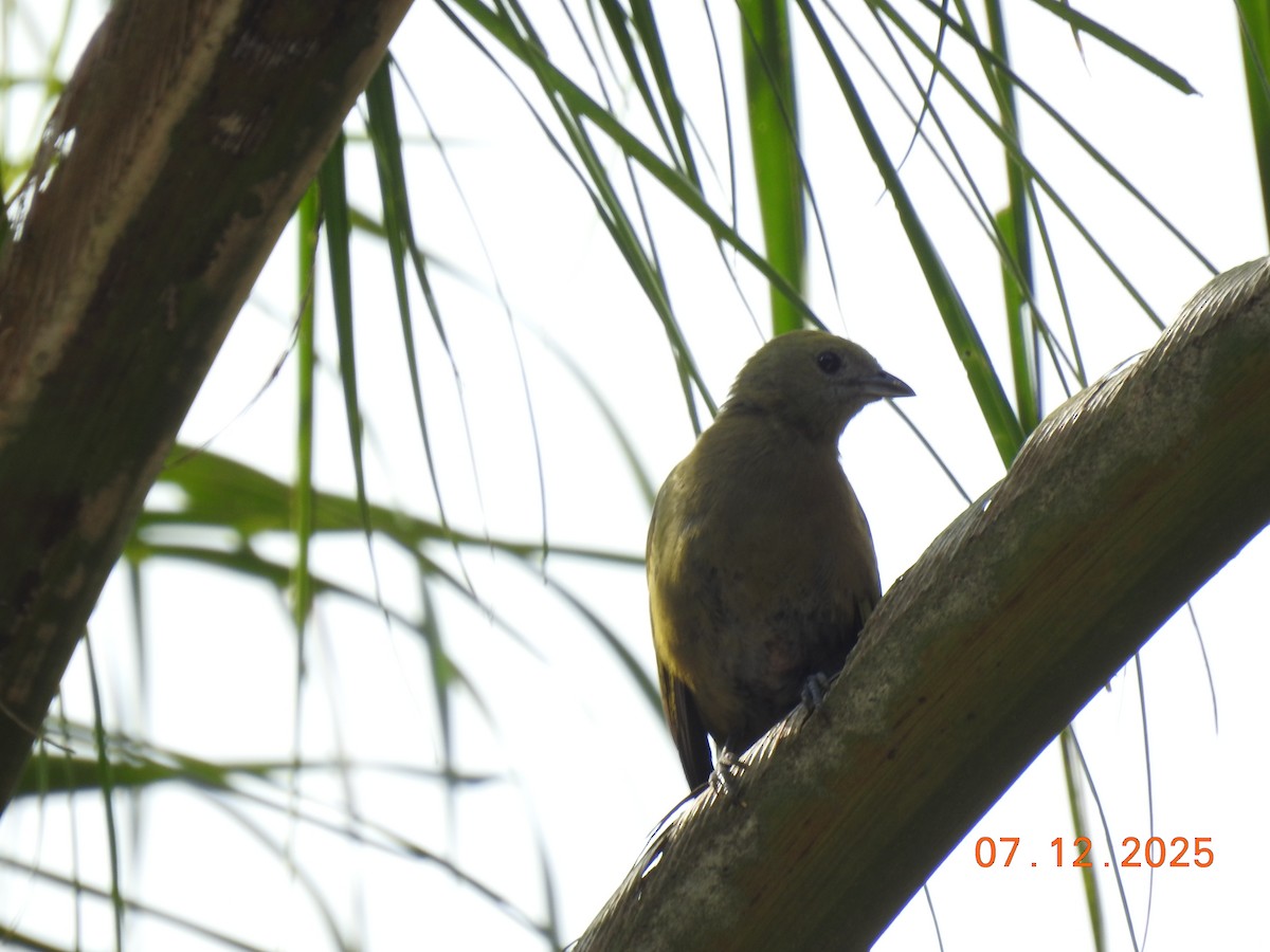 Palm Tanager - ML646517437