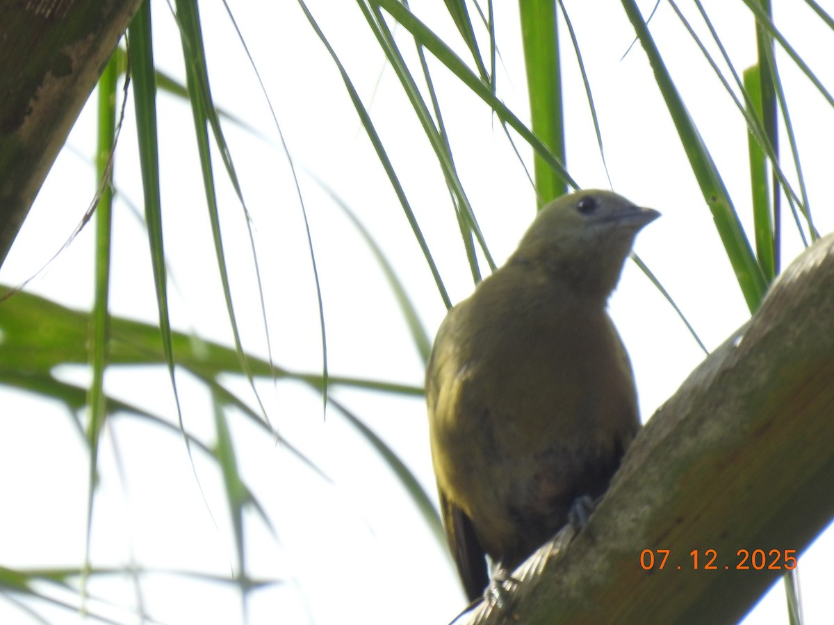 Palm Tanager - ML646517438