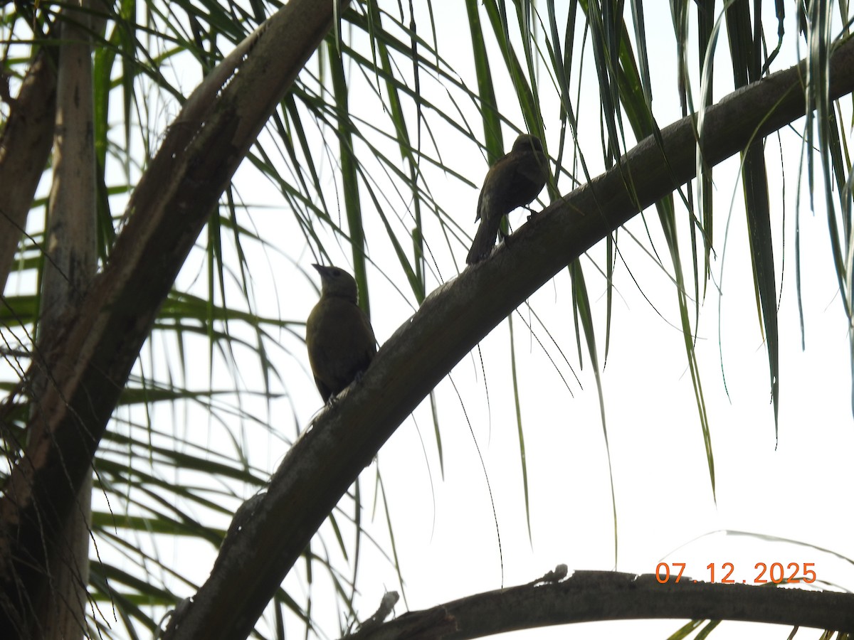 Palm Tanager - ML646517439