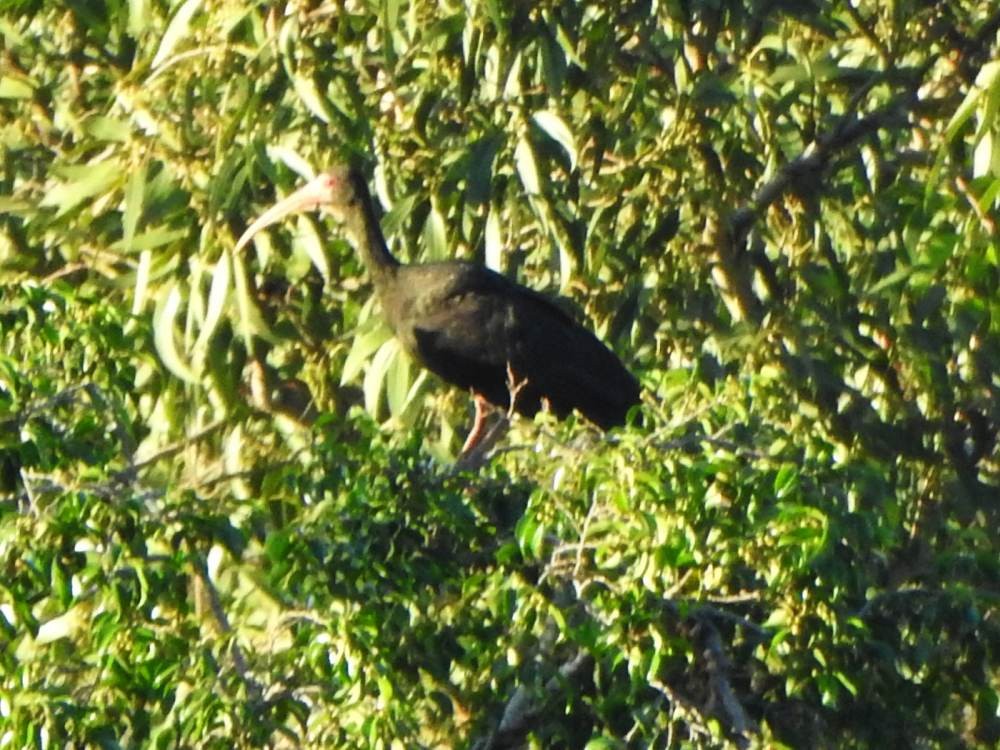 rødmaskeibis - ML646517440