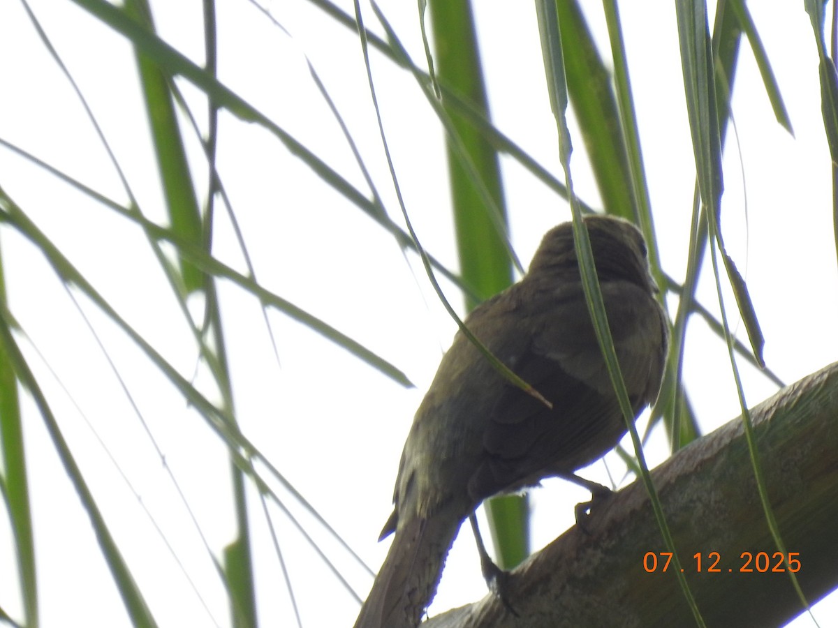 Palm Tanager - ML646517441