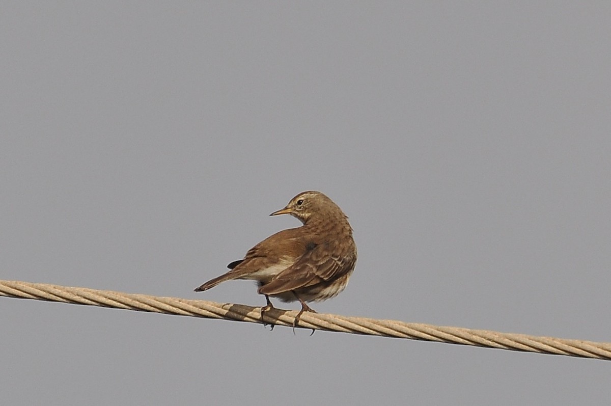 Water Pipit - ML646517442