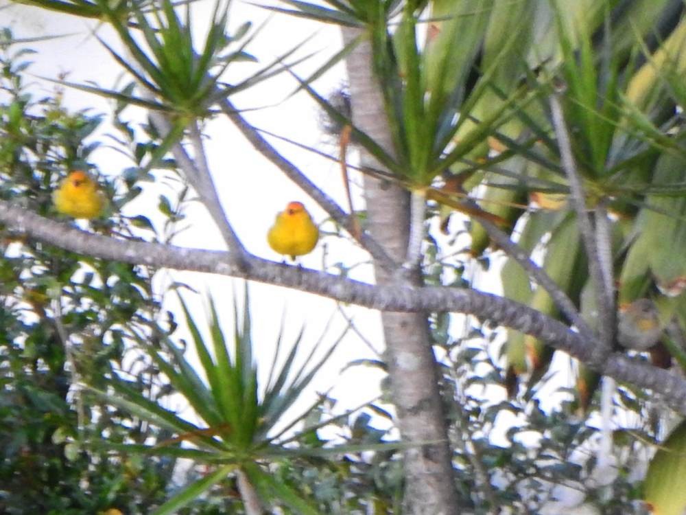 Saffron Finch - ML646517443