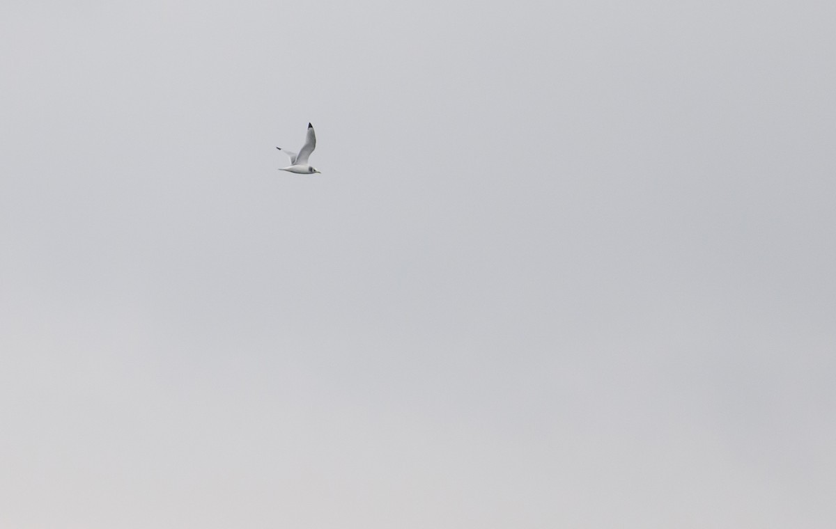 Black-legged Kittiwake - ML646517444