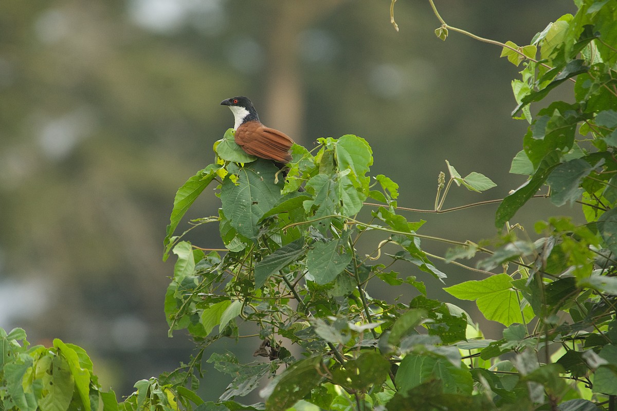 Cucal Senegalés - ML646517445